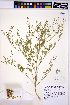  ( - HERB0128)  @11 [ ] CreativeCommons - Attribution Non-Commercial Share-Alike (2013) Unspecified UBC Herbarium