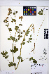  (Lotus pedunculatus - HERB0301)  @11 [ ] CreativeCommons - Attribution Non-Commercial Share-Alike (2013) Unspecified UBC Herbarium