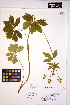  ( - HERB0049)  @11 [ ] CreativeCommons - Attribution Non-Commercial Share-Alike (2013) Unspecified UBC Herbarium