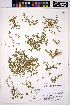  ( - HERB0213)  @11 [ ] CreativeCommons - Attribution Non-Commercial Share-Alike (2013) Unspecified UBC Herbarium