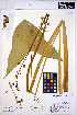  ( - HERB0009)  @11 [ ] CreativeCommons - Attribution Non-Commercial Share-Alike (2013) Unspecified UBC Herbarium