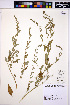  ( - HERB0114)  @11 [ ] CreativeCommons - Attribution Non-Commercial Share-Alike (2013) Unspecified UBC Herbarium