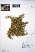  ( - HERB0365)  @11 [ ] CreativeCommons - Attribution Non-Commercial Share-Alike (2013) Unspecified UBC Herbarium
