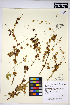  ( - HERB0185)  @11 [ ] CreativeCommons - Attribution Non-Commercial Share-Alike (2013) Unspecified UBC Herbarium
