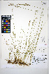  ( - HERB0443)  @11 [ ] CreativeCommons - Attribution Non-Commercial Share-Alike (2013) Unspecified UBC Herbarium