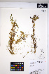  ( - HERB0183)  @11 [ ] CreativeCommons - Attribution Non-Commercial Share-Alike (2013) Unspecified UBC Herbarium