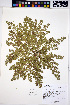  ( - HERB0247)  @11 [ ] CreativeCommons - Attribution Non-Commercial Share-Alike (2013) Unspecified UBC Herbarium