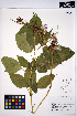  ( - HERB0066)  @11 [ ] CreativeCommons - Attribution Non-Commercial Share-Alike (2013) Unspecified UBC Herbarium