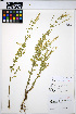  ( - HERB0308)  @11 [ ] CreativeCommons - Attribution Non-Commercial Share-Alike (2013) Unspecified UBC Herbarium