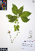  ( - ERM854)  @11 [ ] CreativeCommons - Attribution Non-Commercial Share-Alike (2012) Unspecified UBC Herbarium