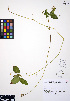  ( - ERM889)  @11 [ ] CreativeCommons - Attribution Non-Commercial Share-Alike (2012) Unspecified UBC Herbarium