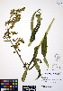  ( - ERM996)  @11 [ ] CreativeCommons - Attribution Non-Commercial Share-Alike (2012) Unspecified UBC Herbarium