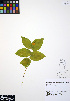  ( - ERM1060)  @11 [ ] CreativeCommons - Attribution Non-Commercial Share-Alike (2012) Unspecified UBC Herbarium