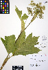  ( - ERM653)  @11 [ ] CreativeCommons - Attribution Non-Commercial Share-Alike (2012) Unspecified UBC Herbarium