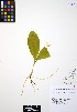  ( - ERM278)  @11 [ ] CreativeCommons - Attribution Non-Commercial Share-Alike (2012) Unspecified UBC Herbarium