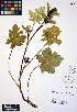  (Sanicula crassicaulis - ERM346)  @11 [ ] CreativeCommons - Attribution Non-Commercial Share-Alike (2012) Unspecified UBC Herbarium