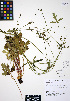  ( - ERM452)  @11 [ ] CreativeCommons - Attribution Non-Commercial Share-Alike (2012) Unspecified UBC Herbarium