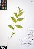  ( - ERM283)  @11 [ ] CreativeCommons - Attribution Non-Commercial Share-Alike (2012) Unspecified UBC Herbarium
