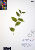  ( - ERM287)  @11 [ ] CreativeCommons - Attribution Non-Commercial Share-Alike (2012) Unspecified UBC Herbarium