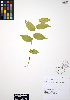  ( - ERM292)  @11 [ ] CreativeCommons - Attribution Non-Commercial Share-Alike (2012) Unspecified UBC Herbarium