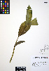  (Veratrum viride - ERM293)  @11 [ ] CreativeCommons - Attribution Non-Commercial Share-Alike (2012) Unspecified UBC Herbarium