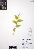  ( - ERM301)  @11 [ ] CreativeCommons - Attribution Non-Commercial Share-Alike (2012) Unspecified UBC Herbarium