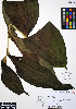  ( - ERM297)  @11 [ ] CreativeCommons - Attribution Non-Commercial Share-Alike (2012) Unspecified UBC Herbarium