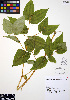  ( - ERM310)  @11 [ ] CreativeCommons - Attribution Non-Commercial Share-Alike (2012) Unspecified UBC Herbarium