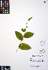  ( - ERM303)  @11 [ ] CreativeCommons - Attribution Non-Commercial Share-Alike (2012) Unspecified UBC Herbarium