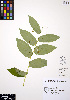  ( - ERM313)  @11 [ ] CreativeCommons - Attribution Non-Commercial Share-Alike (2012) Unspecified UBC Herbarium