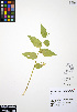  ( - ERM312)  @11 [ ] CreativeCommons - Attribution Non-Commercial Share-Alike (2012) Unspecified UBC Herbarium