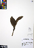  ( - ERM302)  @11 [ ] CreativeCommons - Attribution Non-Commercial Share-Alike (2012) Unspecified UBC Herbarium