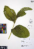  ( - ERM315)  @11 [ ] CreativeCommons - Attribution Non-Commercial Share-Alike (2012) Unspecified UBC Herbarium