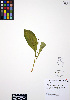  ( - ERM314)  @11 [ ] CreativeCommons - Attribution Non-Commercial Share-Alike (2012) Unspecified UBC Herbarium