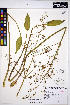  ( - HERB0007)  @11 [ ] CreativeCommons - Attribution Non-Commercial Share-Alike (2013) Unspecified UBC Herbarium