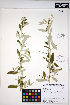  ( - HERB0199)  @11 [ ] CreativeCommons - Attribution Non-Commercial Share-Alike (2013) Unspecified UBC Herbarium