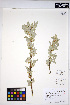  ( - HERB0200)  @11 [ ] CreativeCommons - Attribution Non-Commercial Share-Alike (2013) Unspecified UBC Herbarium