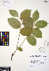  ( - ERM319)  @11 [ ] CreativeCommons - Attribution Non-Commercial Share-Alike (2012) Unspecified UBC Herbarium