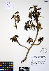  ( - ERM350)  @11 [ ] CreativeCommons - Attribution Non-Commercial Share-Alike (2012) Unspecified UBC Herbarium