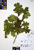  ( - ERM451)  @11 [ ] CreativeCommons - Attribution Non-Commercial Share-Alike (2012) Unspecified UBC Herbarium