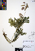  ( - ERM514)  @11 [ ] CreativeCommons - Attribution Non-Commercial Share-Alike (2012) Unspecified UBC Herbarium
