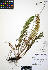  ( - ERM524)  @11 [ ] CreativeCommons - Attribution Non-Commercial Share-Alike (2012) Unspecified UBC Herbarium
