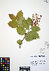  ( - ERM559)  @11 [ ] CreativeCommons - Attribution Non-Commercial Share-Alike (2012) Unspecified UBC Herbarium