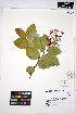  ( - HERB0225)  @11 [ ] CreativeCommons - Attribution Non-Commercial Share-Alike (2013) Unspecified UBC Herbarium