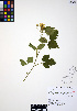  ( - ERM720)  @11 [ ] CreativeCommons - Attribution Non-Commercial Share-Alike (2012) Unspecified UBC Herbarium