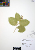  ( - ERM760)  @11 [ ] CreativeCommons - Attribution Non-Commercial Share-Alike (2012) Unspecified UBC Herbarium