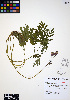 ( - ERM845)  @11 [ ] CreativeCommons - Attribution Non-Commercial Share-Alike (2012) Unspecified UBC Herbarium