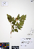  ( - ERM846)  @11 [ ] CreativeCommons - Attribution Non-Commercial Share-Alike (2012) Unspecified UBC Herbarium
