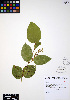  ( - ERM852)  @11 [ ] CreativeCommons - Attribution Non-Commercial Share-Alike (2012) Unspecified UBC Herbarium