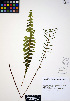  ( - ERM860)  @11 [ ] CreativeCommons - Attribution Non-Commercial Share-Alike (2012) Unspecified UBC Herbarium